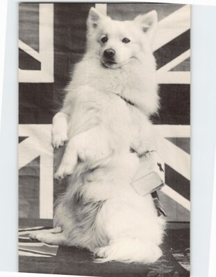 Postcard '' I Hate To Beg''