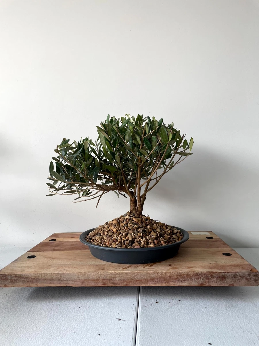 welche erde fr bonsai anzucht Bonsai-Bundle  Ginkgo, Kiefer & Roter Ahorn selbst ziehen (3er Bonsai   Wurzelbox