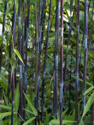 Bamboo Fargesia' Black Pearl' Hardy Evergreen Black Bamboos - Great  Investment | eBay