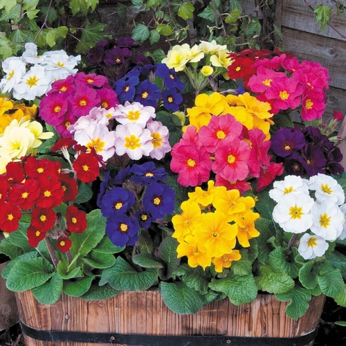 80 POLYANTHUS PRIMULA CROWN EXHIBITION MIX SEEDS - MIXED COLOURS - Picture 4 of 4