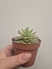 Picture 4 of 4