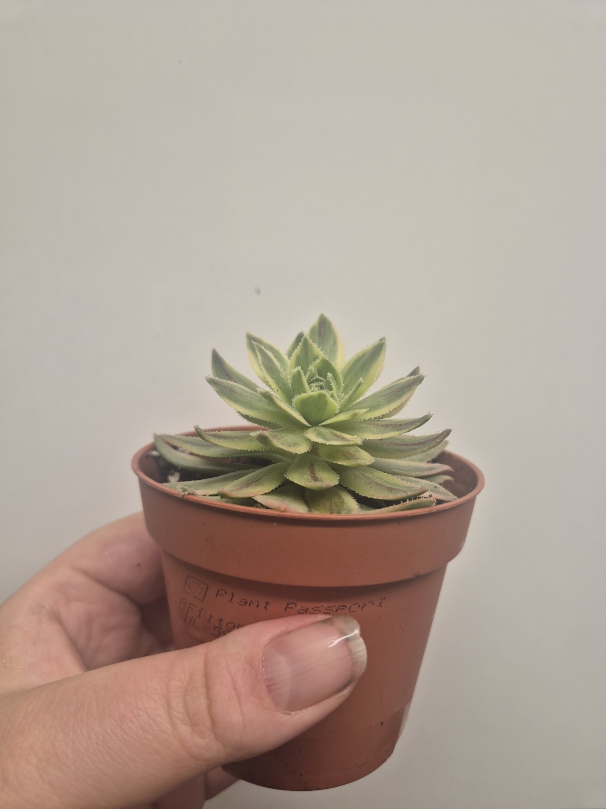 Picture 4 of 4
