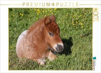 Calvendo Puzzle A Lying Pony Foal | 1000 Pieces, Finished Size 25.2 × 18.9 In (6