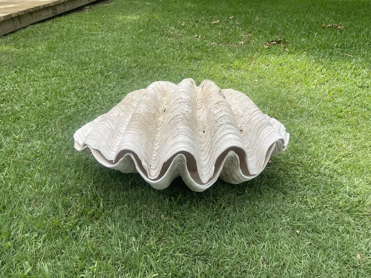Live tridacna 2024 gigas for sale