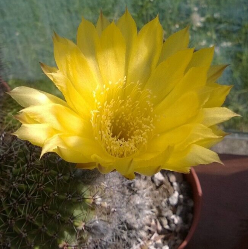 Acanthocalycium Violaceum X 20 fresh seeds, Add To Basket, Read Description - Picture 22 of 23