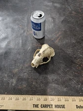 North American Racoon Skull Animal Bone Teeth Taxidermy Art Cabin Decor