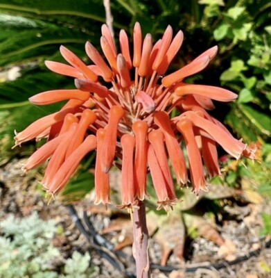 Soap Aloe, Zebra Aloe, Aloe Maculata - 20 Seeds 2026 - USA | eBay