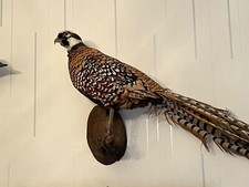 Faisan Naturalisé / Empaillé / Taxidermie