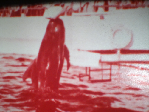 Super 8mm color SILENT 200'' THE WHALE THAT BECAME A STAR Original Box - Picture 19 of 21