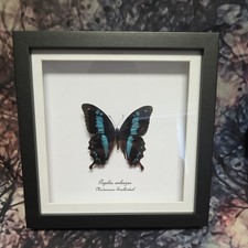 A2 Madagascar Swallowtail (Papilio oribazus) Entomology shadow  frame Taxidermy