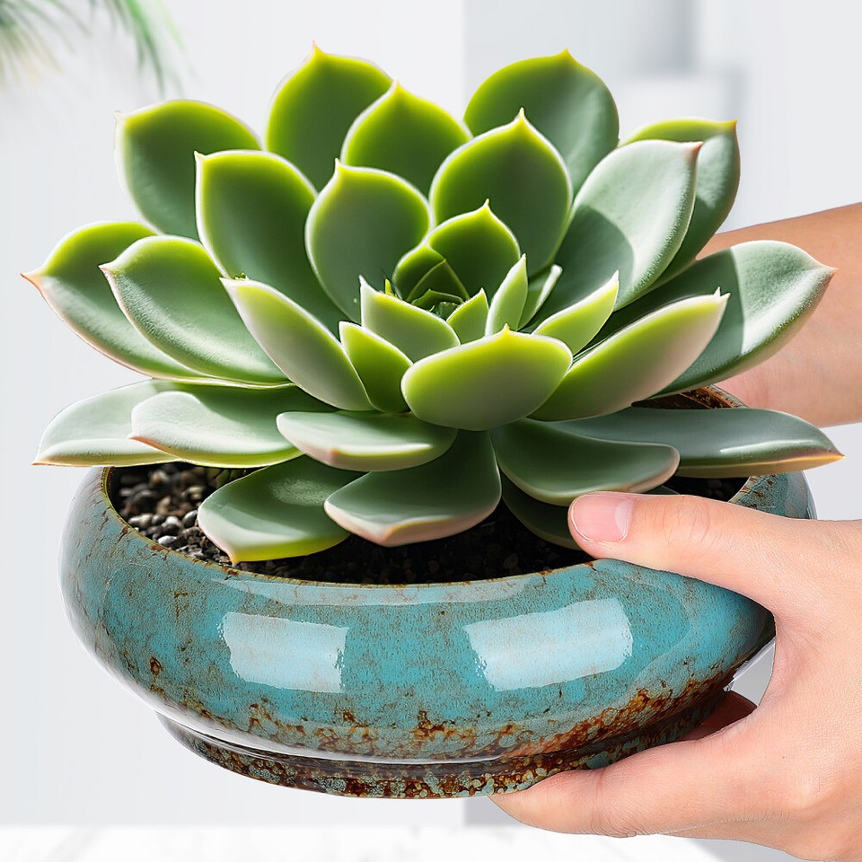 Ceramic Pot Succulent Succulent Pots Vintage Succulent Pot Indoor Plant