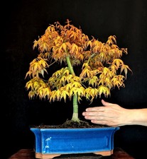 BONSAI JAPANISCHER FÄCHERAHORN ACER PALMATUM "KATSURA" OUTDOOR