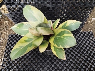 Real Pick Mature Size Philodendron Black Cardinal Variegated