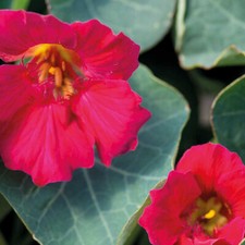 Nasturtium Seeds Flowers Garden Plants 'Baby Deep Rose' 1 Packet