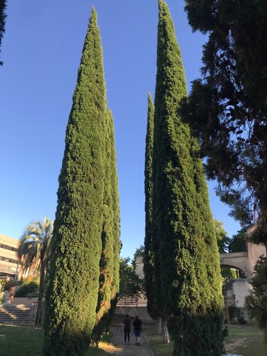 Upright Italian Cypress | Premium Seeds | Cupressus sempervirens Stricta Plants' - Picture 14 of 15