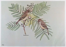 Rex Brasher Bird Print, Beardless Flycatcher, 16x12 in.