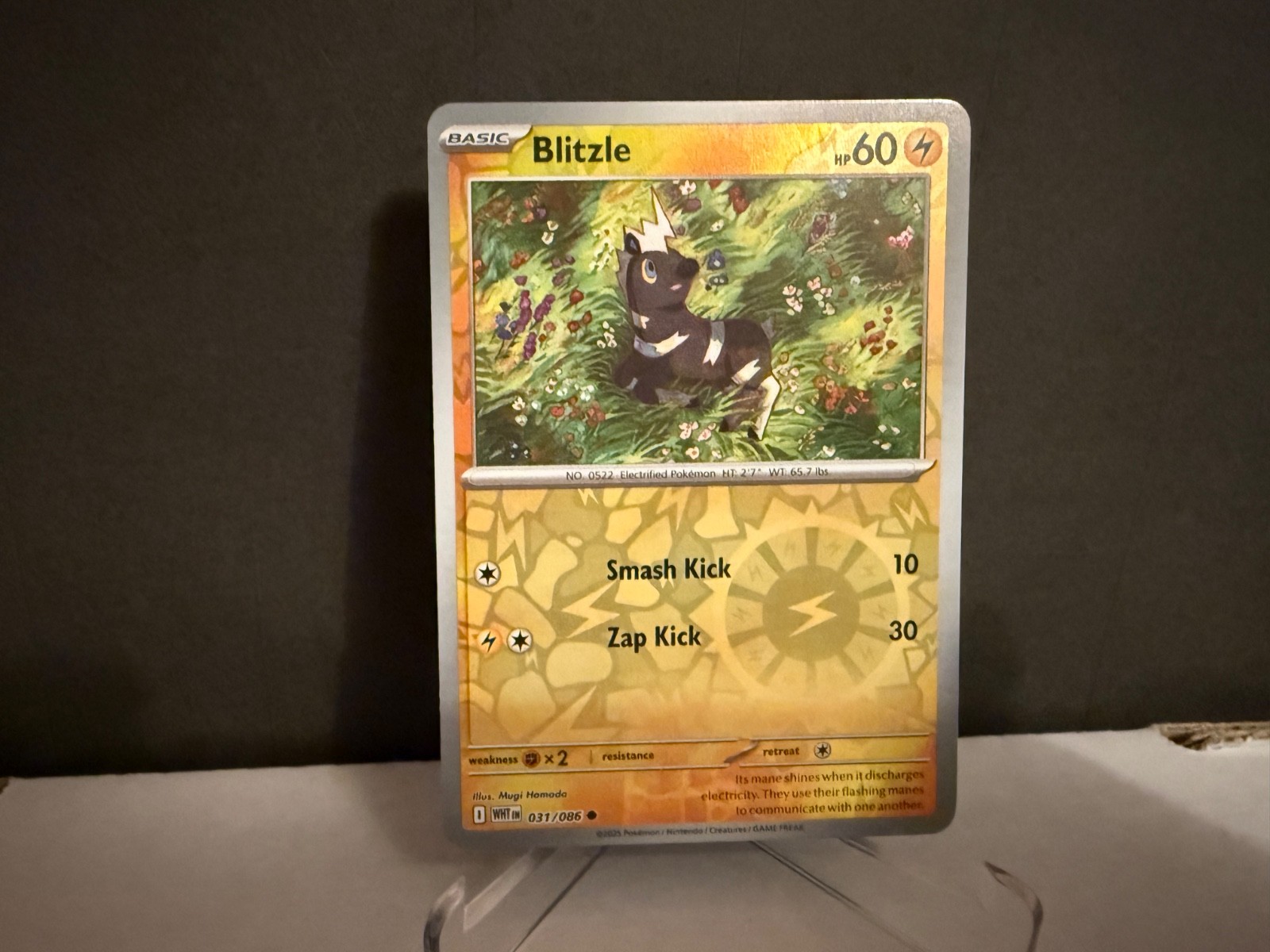 Blitzle 031 2025 Pokemon S&V White Flare Reverse Holo Card NM+