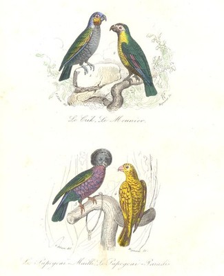 VÖGEL. Crick, Meunier, Speckled, Paradise Poppinjay; Crik, Papegeai. Buffon 1841