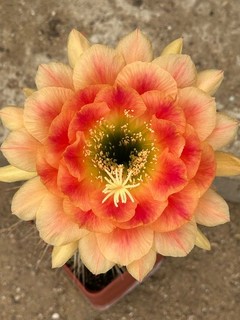 TRICHOCEREUS HYBRIDE KA2021.100.03 Blüte 14 cm