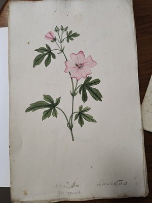 Gouachen aus dem 18. Jahrhundert, handgemalte Flora