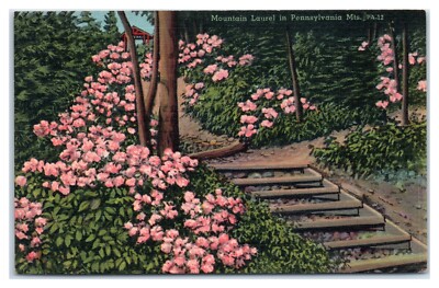 Mountain Laurel in Pennsylvania Mountains Postcard