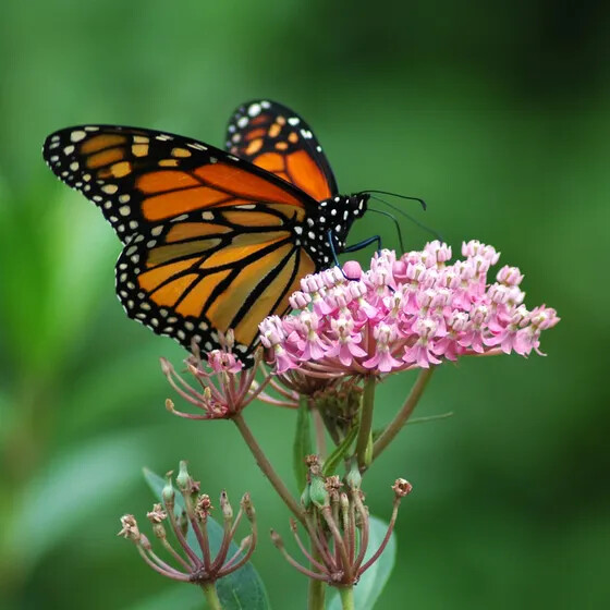 25+ Pink Milkweed/asclepias seeds Monarch butterflies Asclepias Cinderella Pink