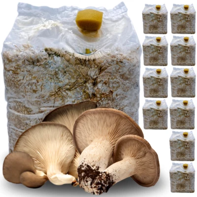 ACQUAVERDE 10 KIT COLTIVAZIONE FUNGHI CARDONCELLI PANI DI FUNGO CARDONCELLO SUBSTRATO 3 KG
