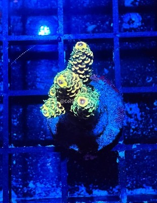 CE- WYSIWYG Bananarama Acro Frag Live Coral Frag LPS SPS #RSPSA6