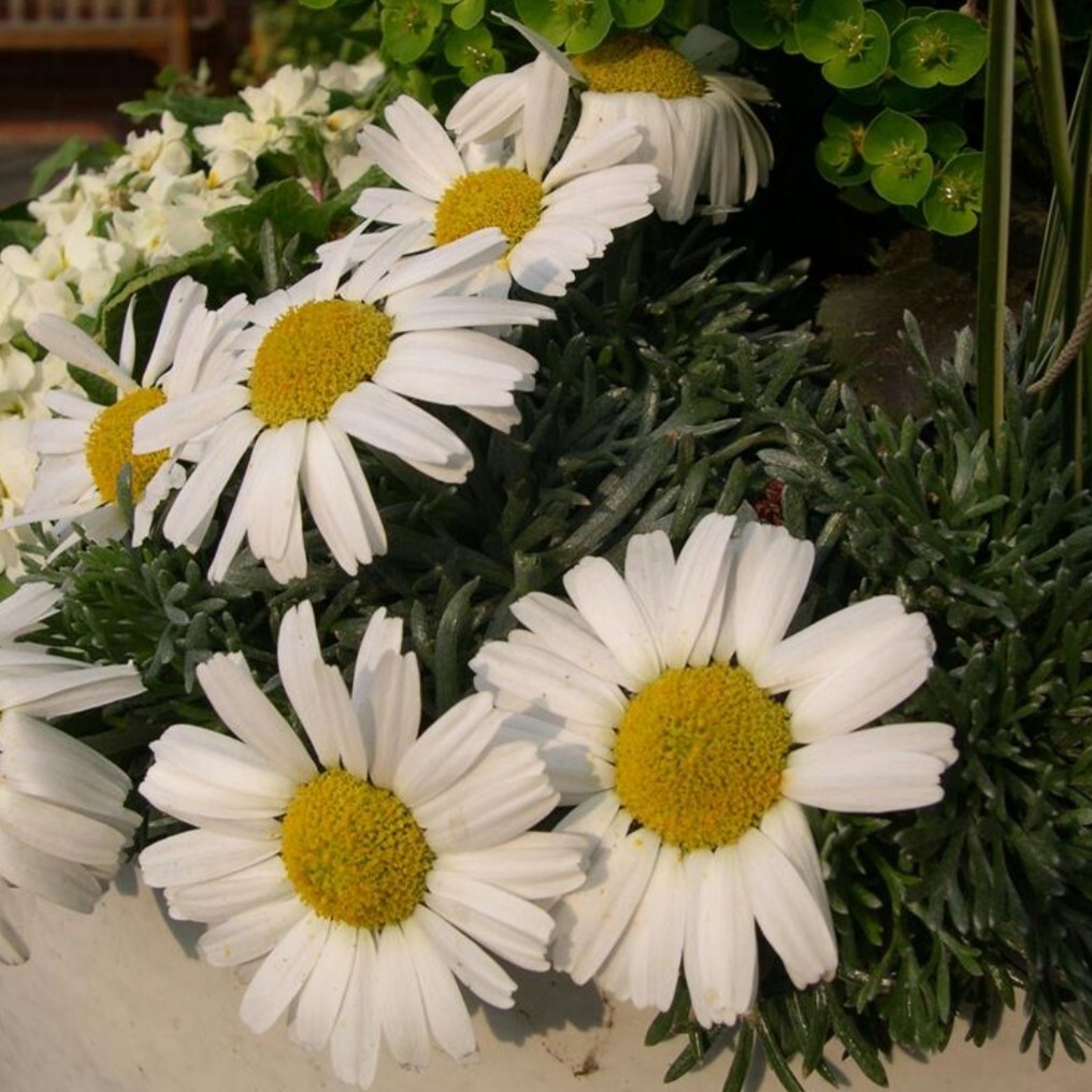 Daisy Plug Plants Leucanthemum Hosmariense Flowers Hardy Perennial ...