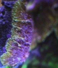 JF Klepto Lepto Psammocora encrusting coral always free shipping over $150