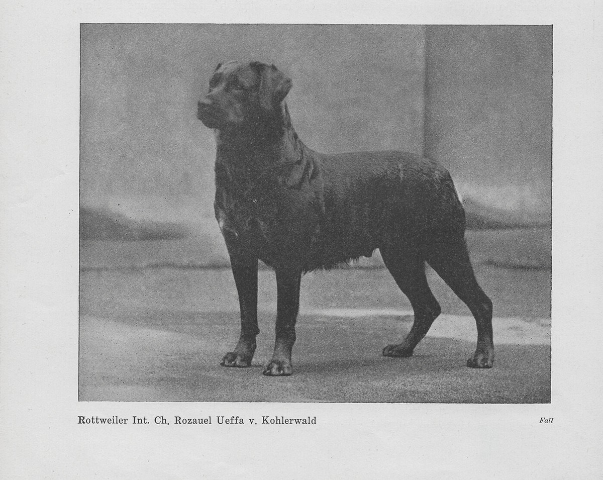 NAMED CHAMPION ROTTWEILER OLD VINTAGE 1948 DOG PRINT PART PAGE