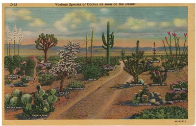Various Species of Cactus as Seen on the Desert, Arizona, USA Postcard