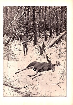 ''UNDER PENALTY OF LAW'', MOOSE POACHING A.B. Frost Antique lithograph 1904