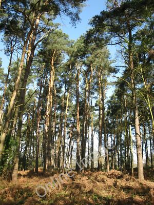 #ad #ad Photo 12x8 Pine copse Finchampstead This small pine wood is unusual for th c2011 GBP 6.00