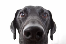 Curious Black Labrador Retriever Dog Close Up Photo Art Print Poster 18x12