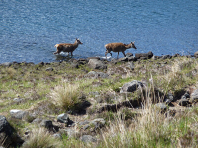 Foto 6x4 Abkühlung in Loch Coruisk Loch nan ausgelaugt ein Paar Hirsche, ob c2009
