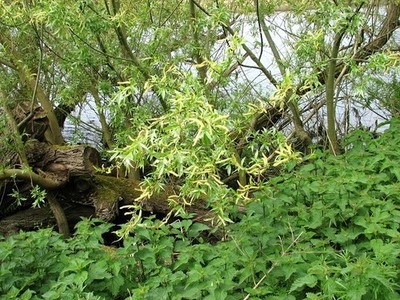 Foto 6x4 Weiße Weide (Salix alba) - blühender Postdocht Weiße Weiden AR C2017