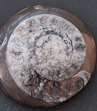 Genuine Fossil Amonite Approx 275 Million Years Old