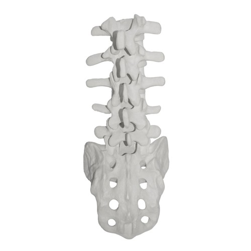 Human Lumbar Vertebrae Model with Sacrum for School Study Display Teaching Model - Picture 2 of 8