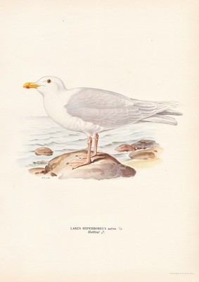 Eismöwe Möwe gull Möven Möwen Vogel bird oiseau Vögel Lithographie Wright