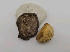 Real Permineralized Avain Bird Half Egg Fossil  W Embryo Yolk