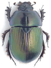 Geotrupidae for collectors | rare Dung Beetles