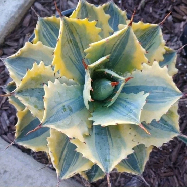 Agave potatorum ikari raijin nishiki variegata Rare Plant Succulent
Opens in a new window or tab
