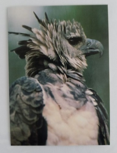 1993 CARDz San Diego Zoo Trading Cards (Pick Your Card) - Picture 98 of 221