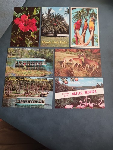 VINTAGE FLORIDA UNUSED POSTCARD LOT X73 ORANGE BOWL NAPLES DISNEY ORANGES GARDEN - Picture 11 of 16