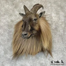 #28177 EL | Himalayan Tahr Shoulder Taxidermy Head Mount - Ram Goat