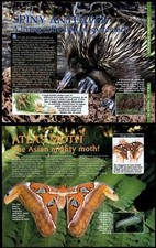 Spiny Anteater / Atlas Moth #19 Amazing Animals, Animals, Animals Fact File Page