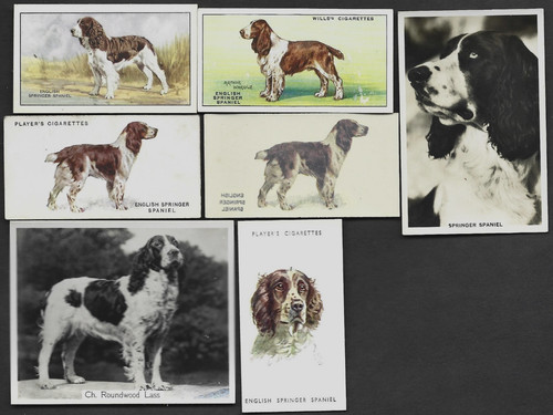 7 Different Vintage ENGLISH SPRINGER SPANIEL Tobacco/Cigarette Dog Cards
