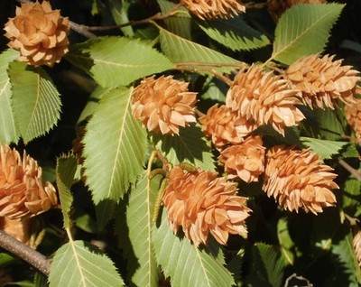 Ostrya carpinifolia 30-70cm | European hop-hornbeam | Hop hornbeam - European ho