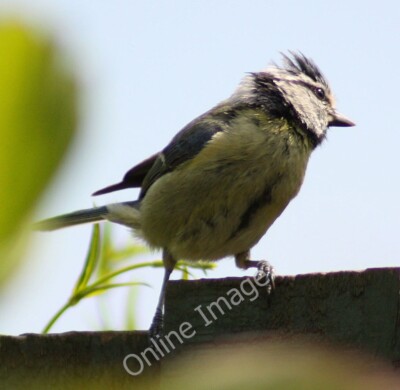 Foto 6x4 Punky Blaumeise Bromsash Cyanistes caeruleus - einer von einem sehr harten c2010